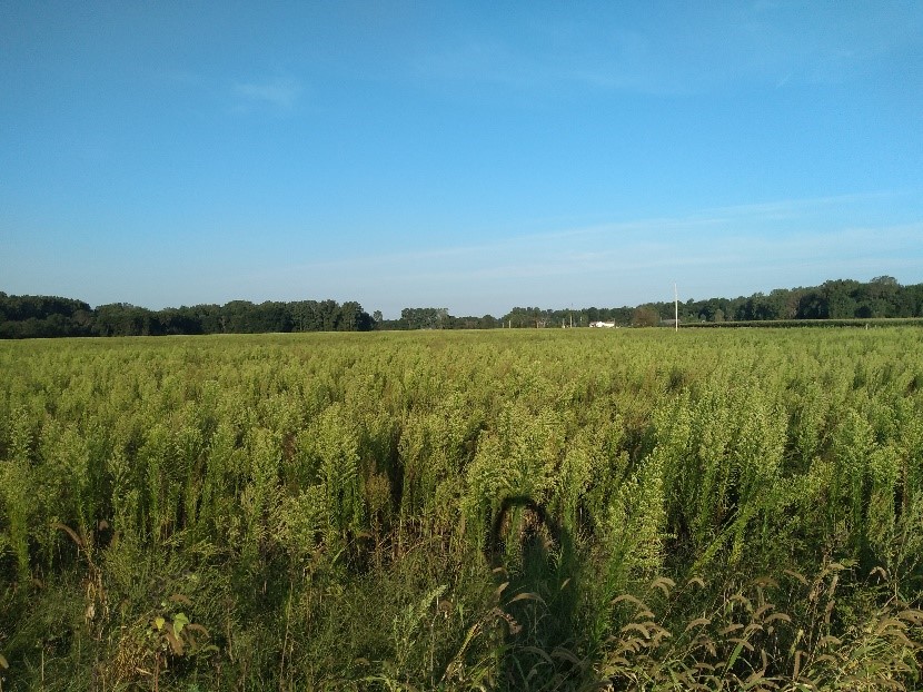 Marestail